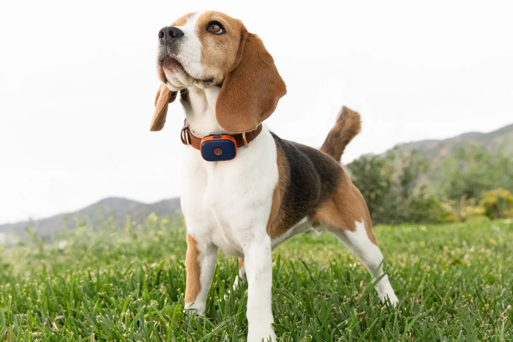 Image of Life360 Pet GPS - Navy Blaze on Beagle's Collar