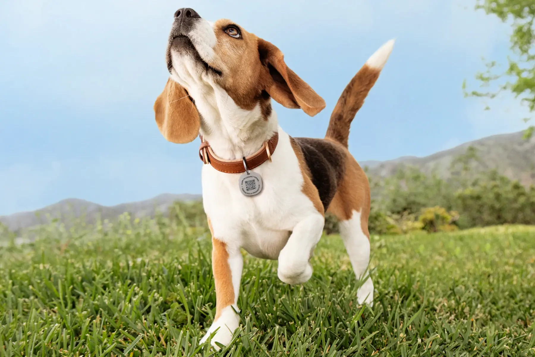 Image of Life360 Pet Tag on a beagle in the grass