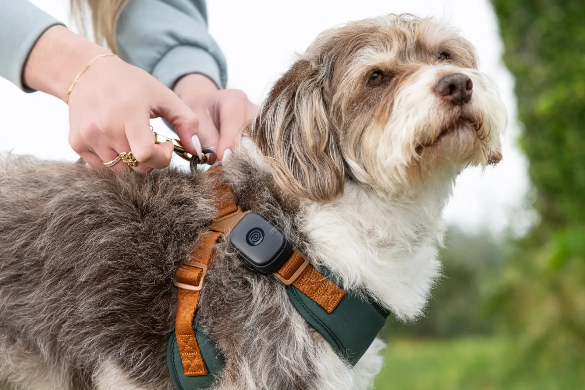 Image of black GPS tracker on dog harness