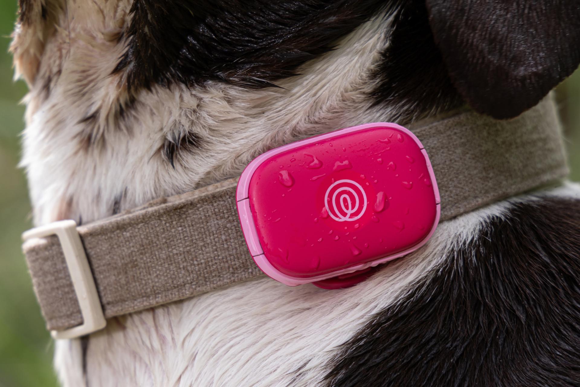 Image of Pink Punch GPS pet tracker on green collar