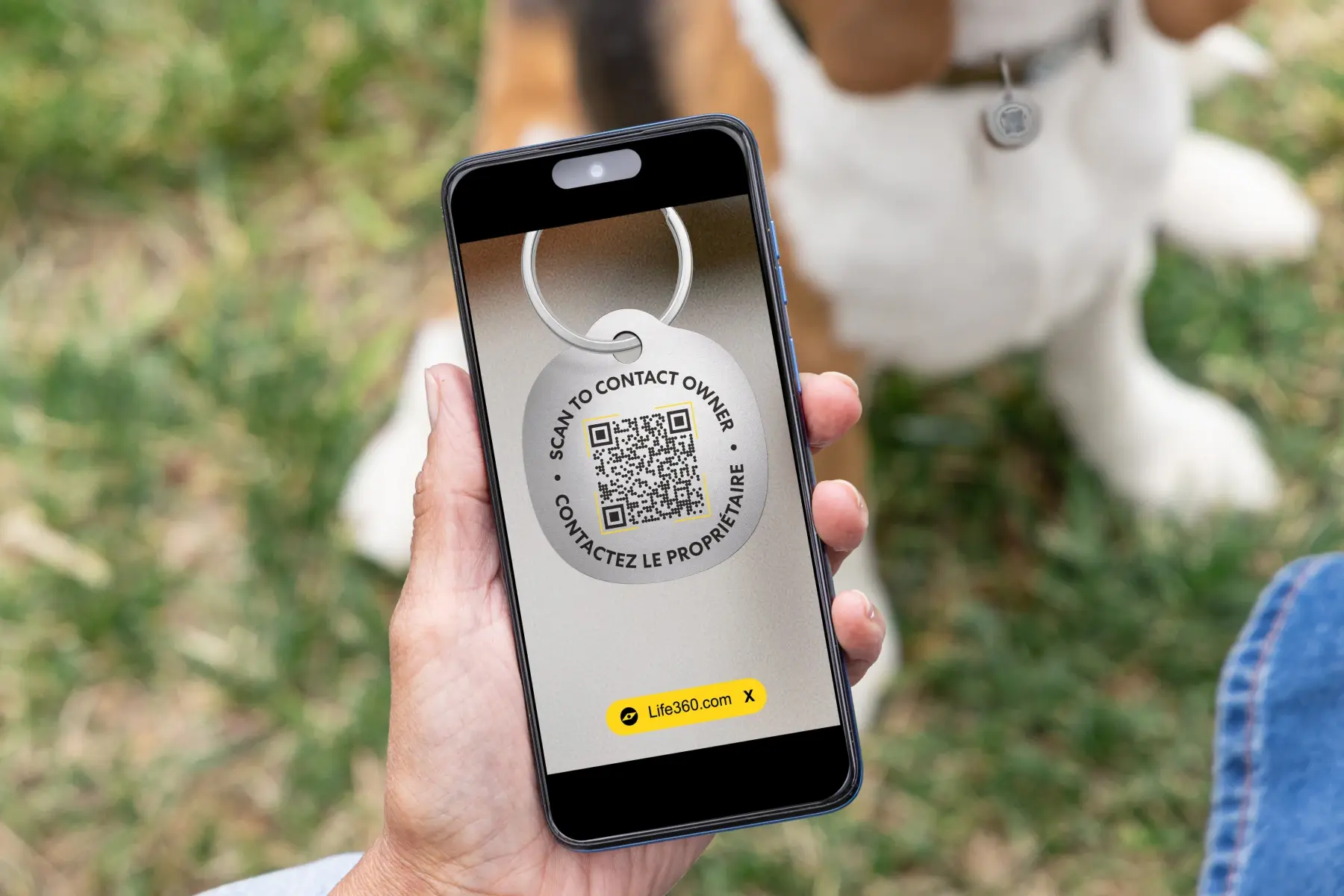 Image of Life360 Pet Tag on a beagle with the QR code being scanned