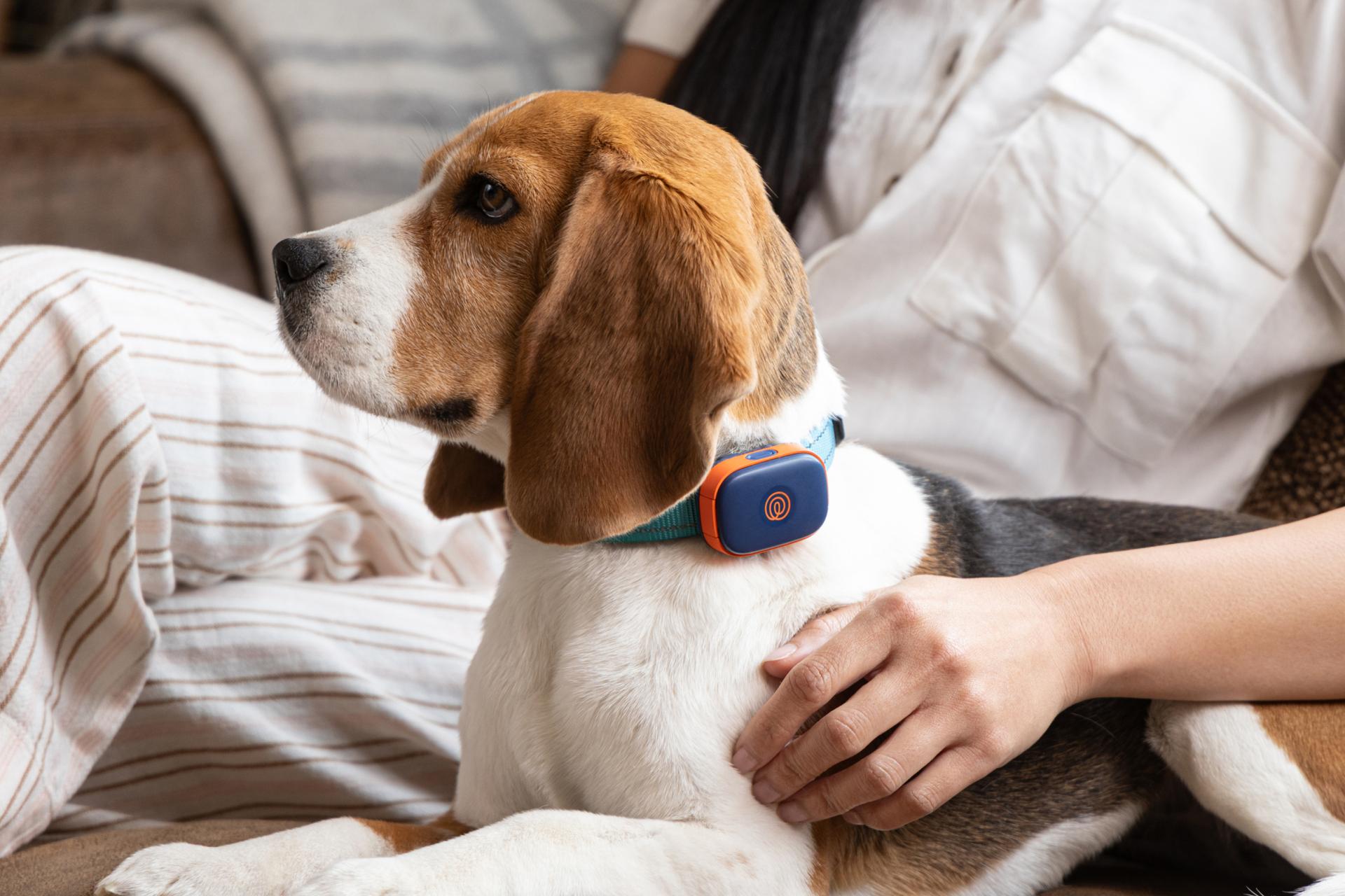 Image of dog wearing navy blaze pet GPS tracker