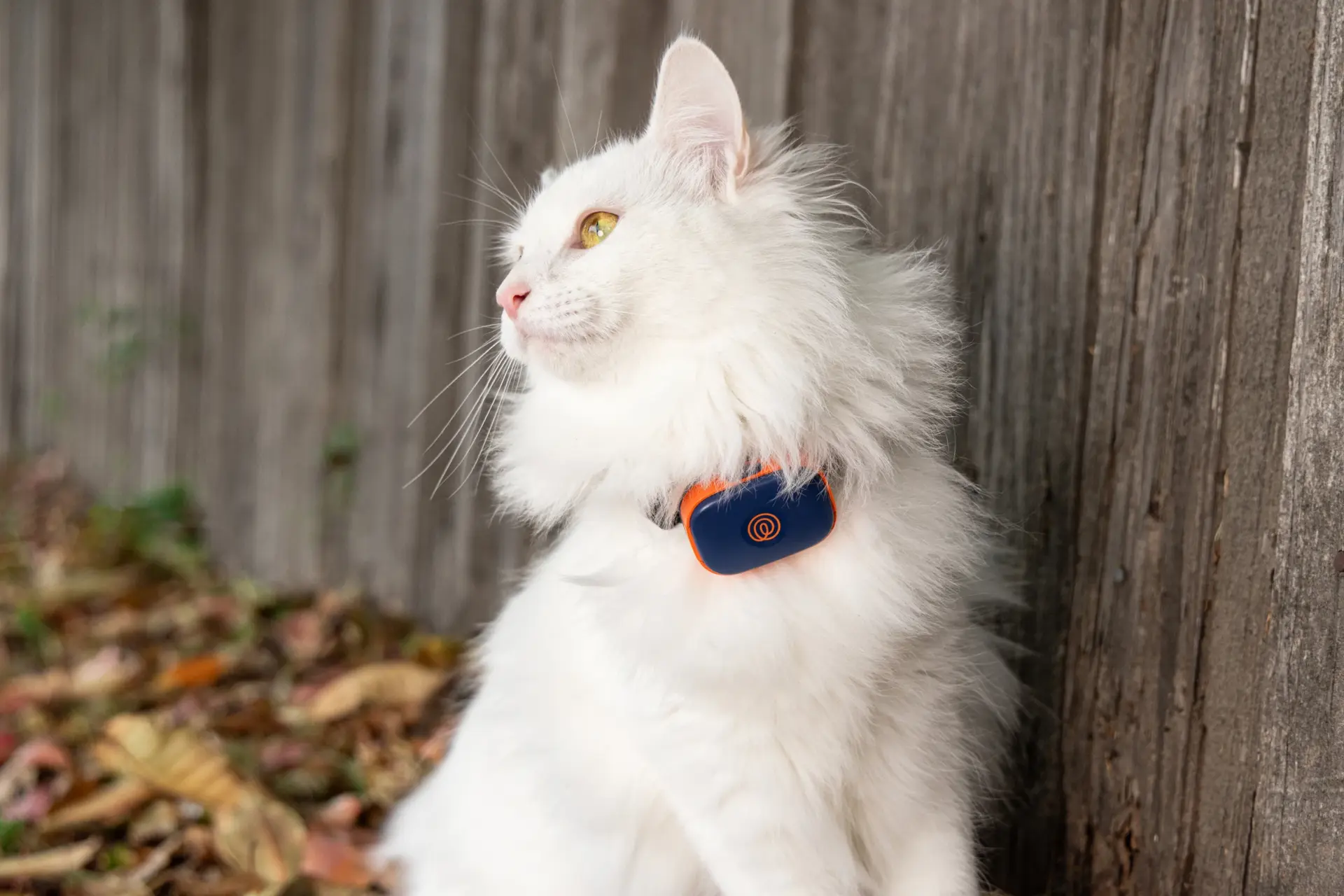 Image of cat with Navy Blaze GPS tracker on