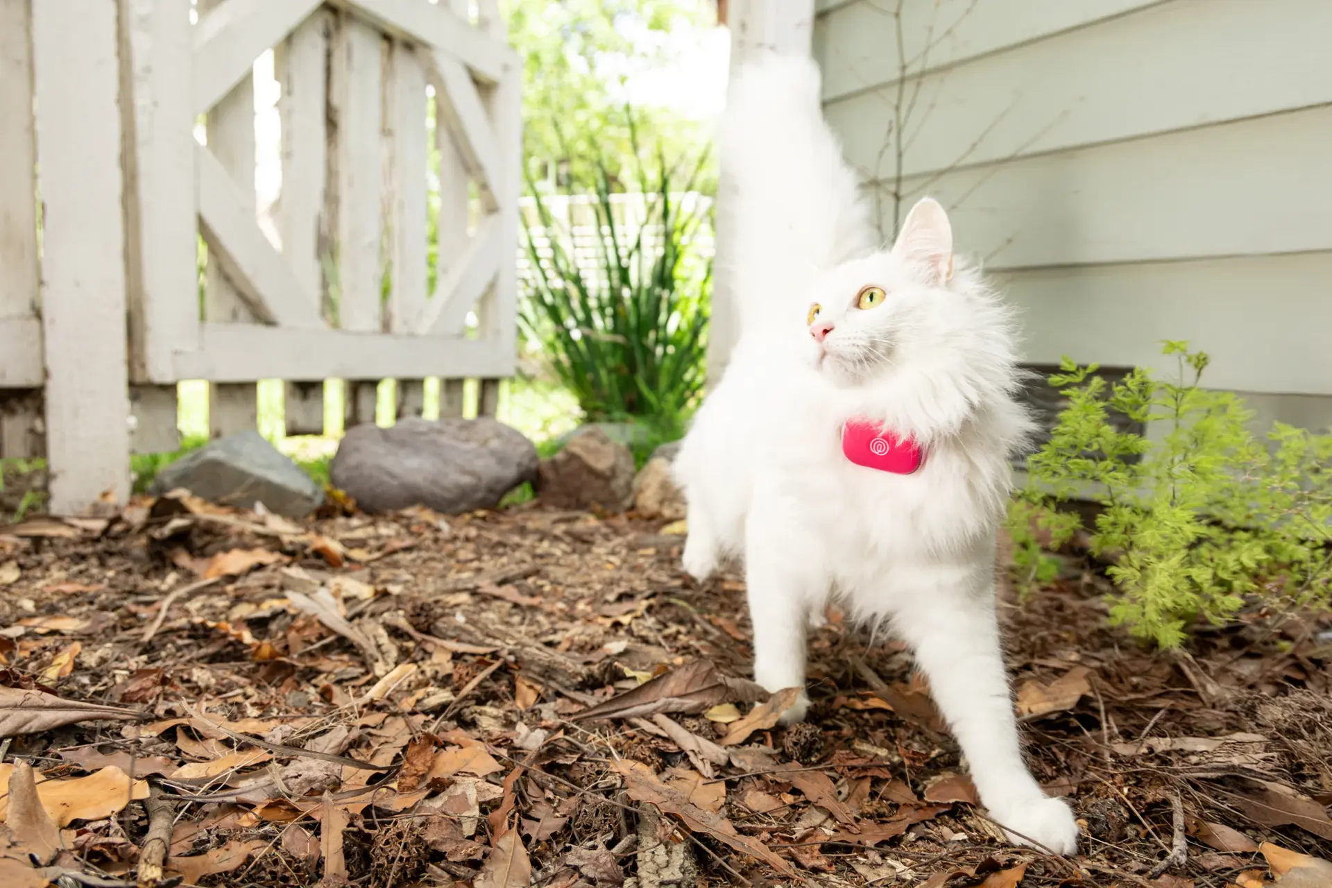 Image of Pink Punch GPS Tracker on cat