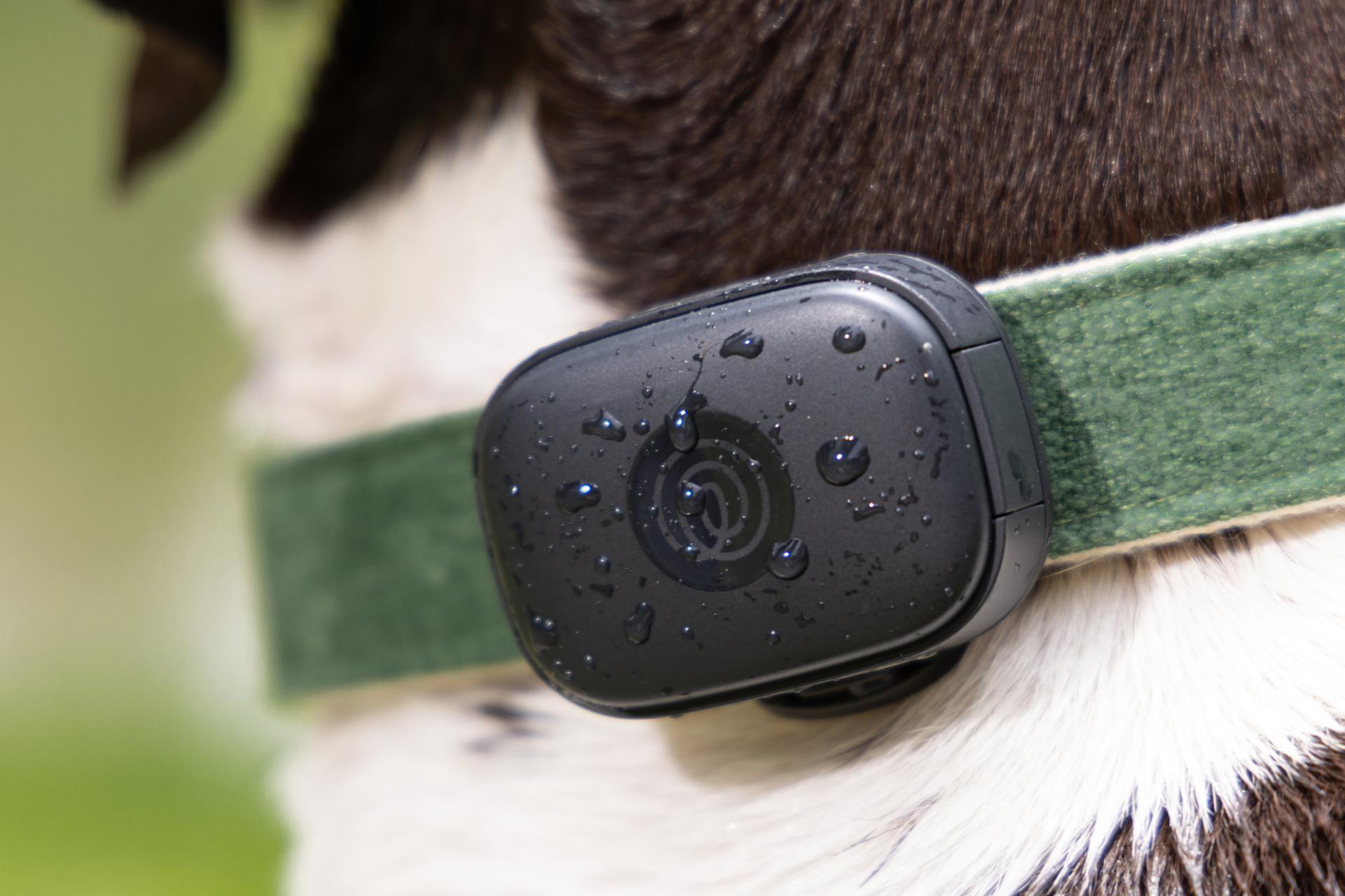 Image of black GPS pet tracker on green collar