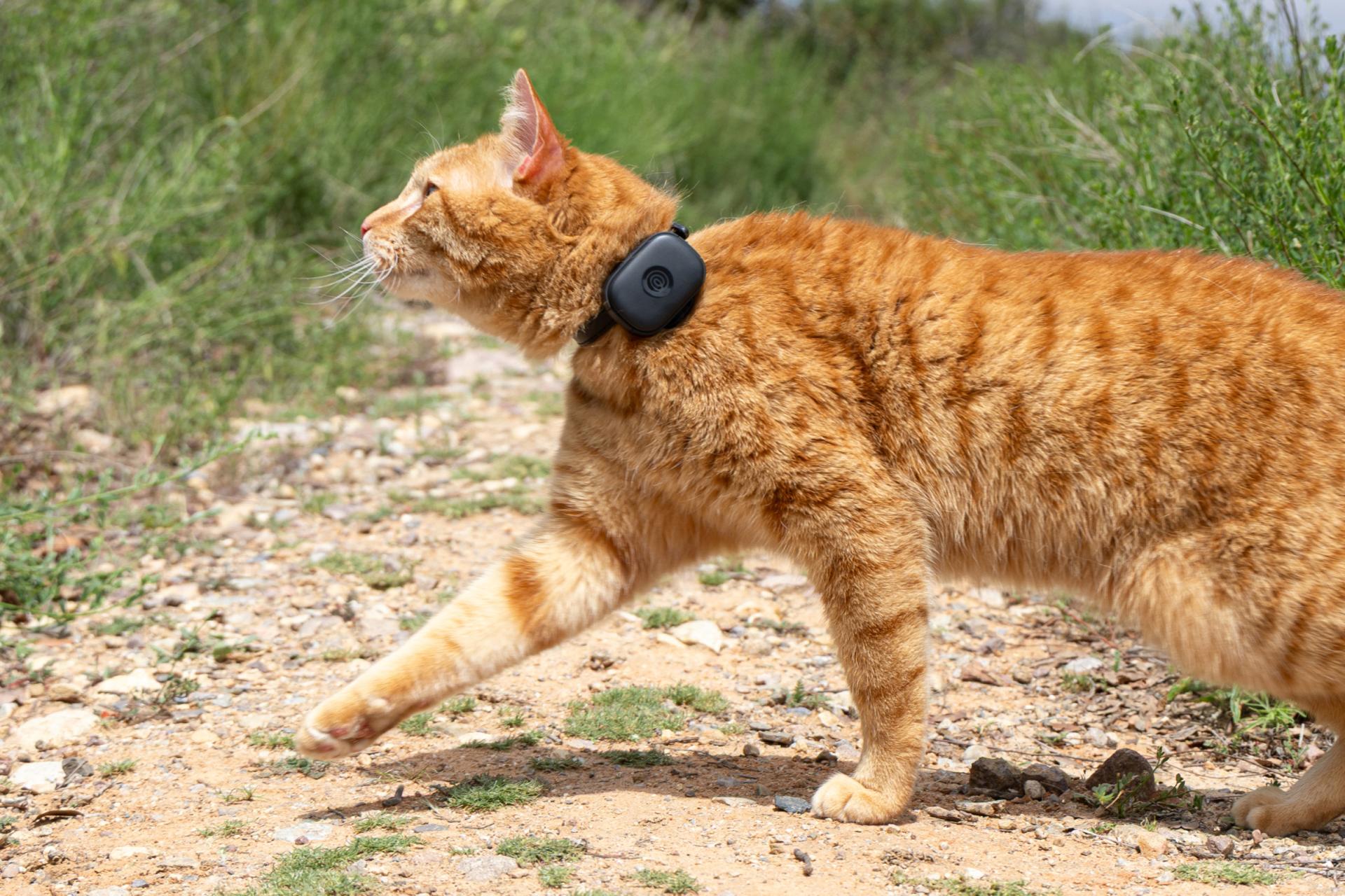 Image of orange cat with black GPS tracker