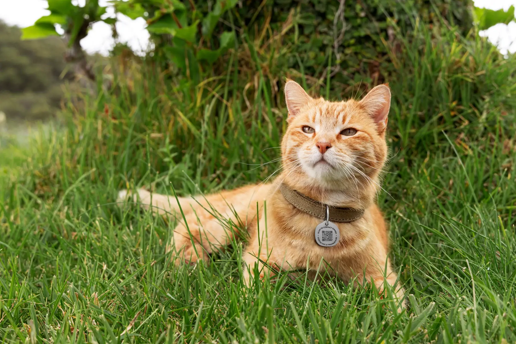 Image of Life360 Pet Tag on an orange cat in the grass