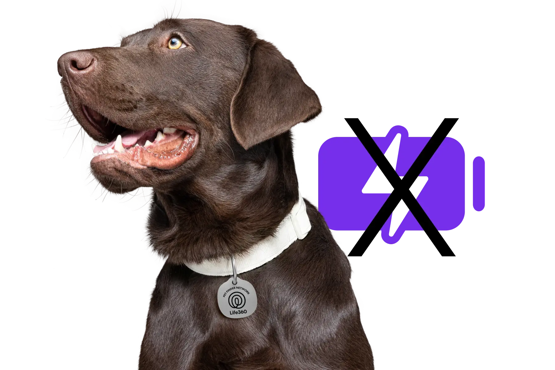 Image of Life360 Pet Tag on a lab with no battery symbol