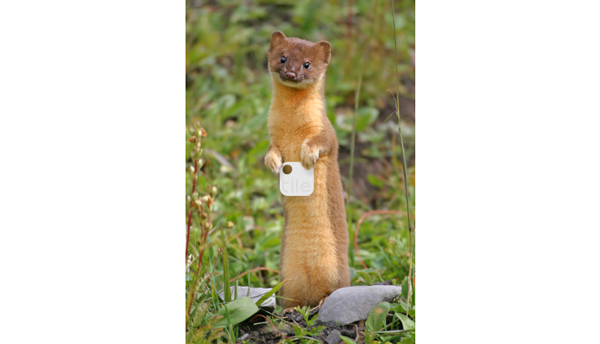 weasel-tile