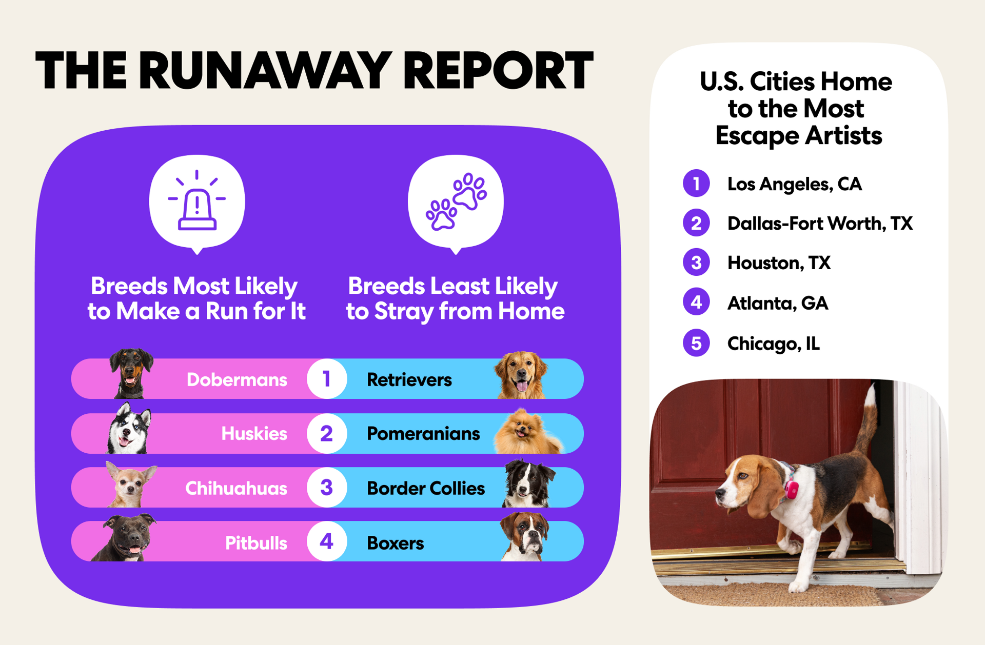 Runaway Report Top Breeds and Cities