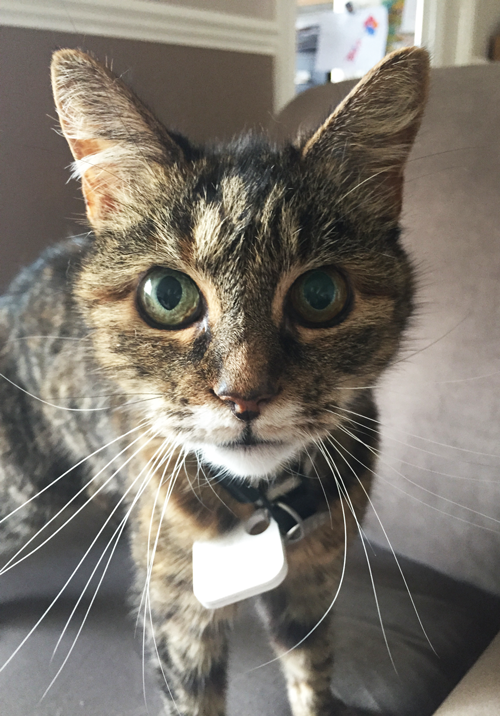 muffin-pet-finder-app