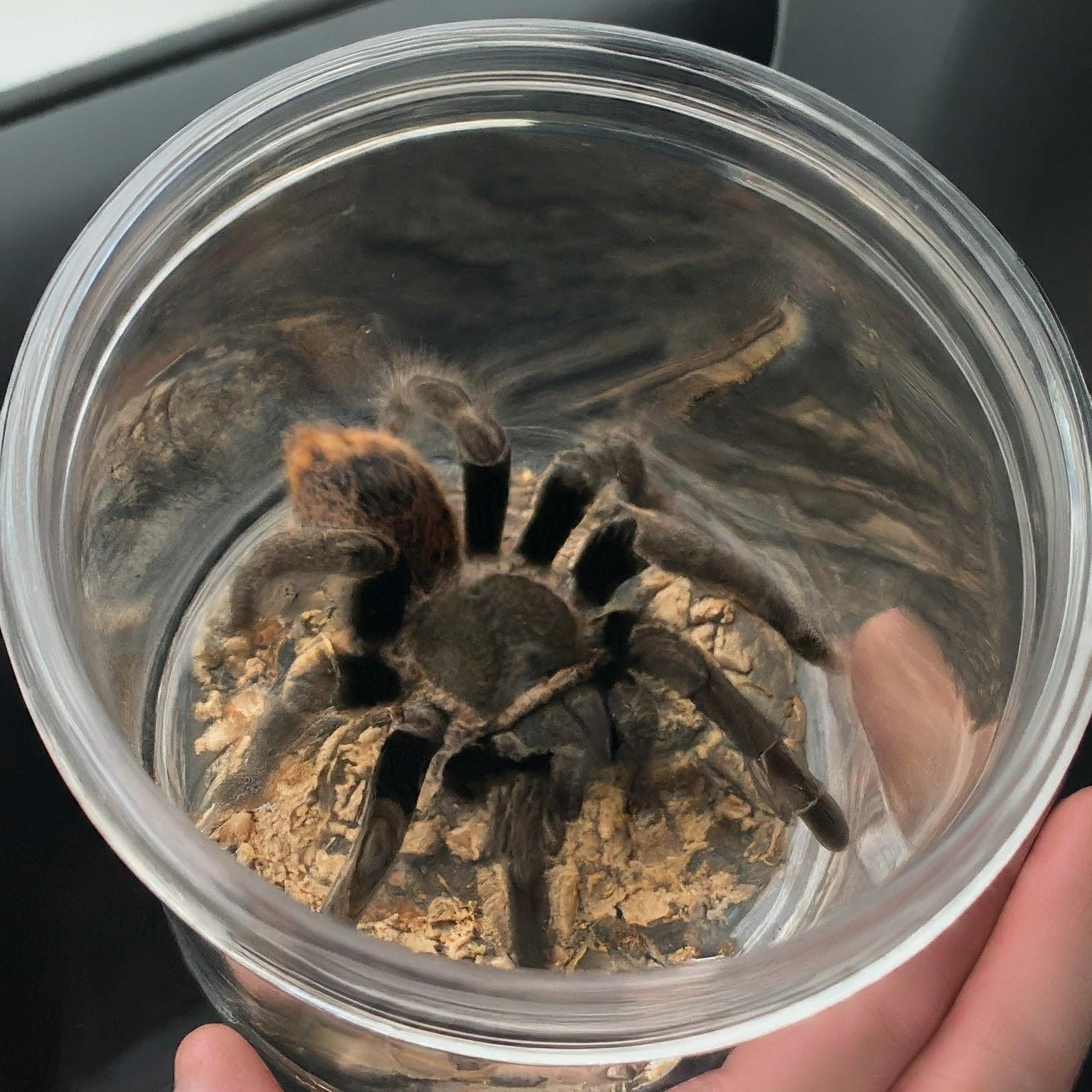 Spider in a jar