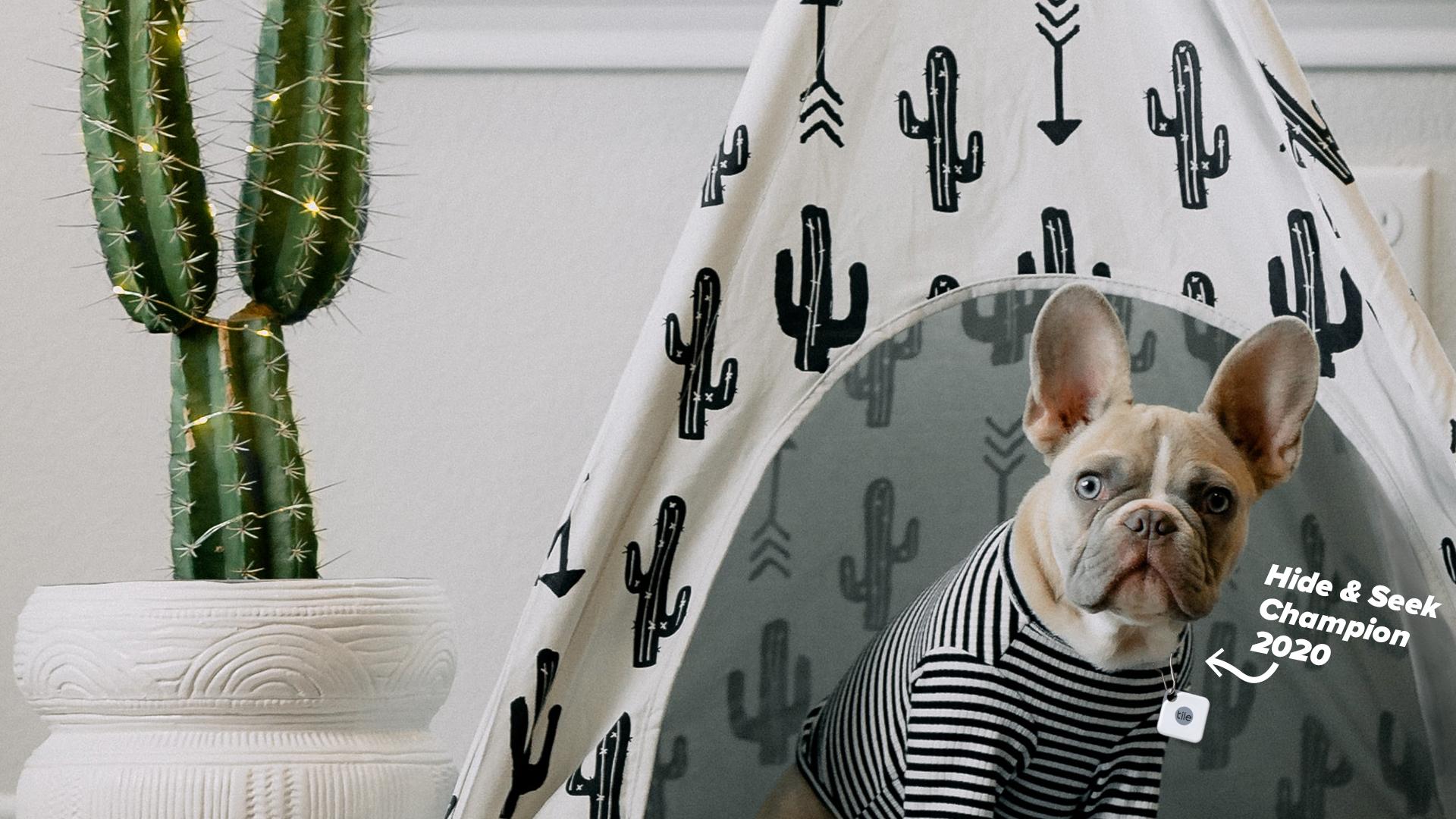 Tile Zoom Backgrounds DOGBED