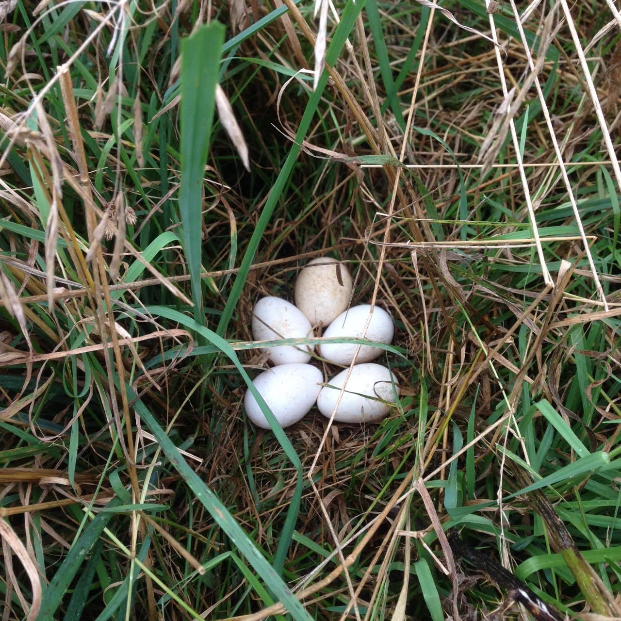 turkey-eggs
