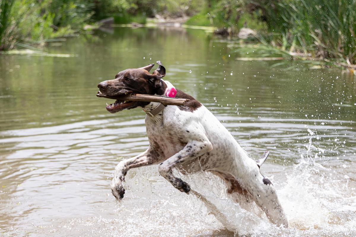 Pet GPS Pink Punch-3 1