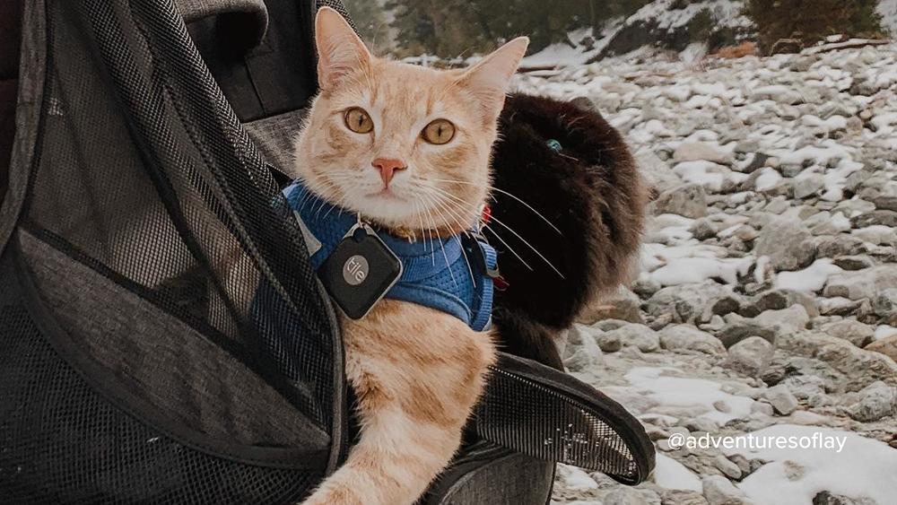 Cat wearing a Tile cat tracker being carried in backpack
