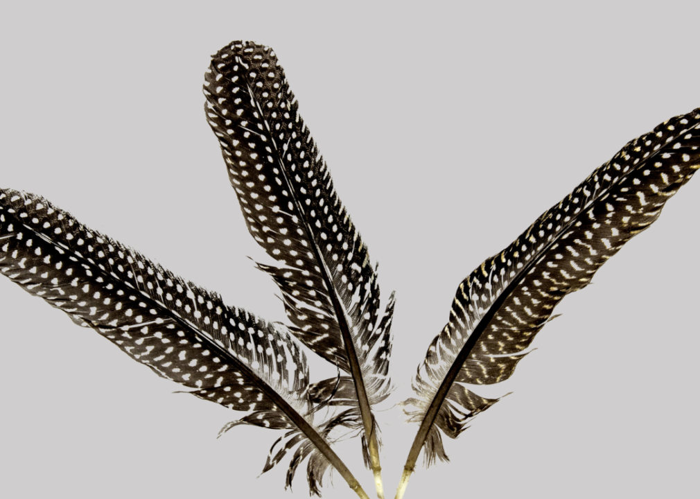 Three Feathers