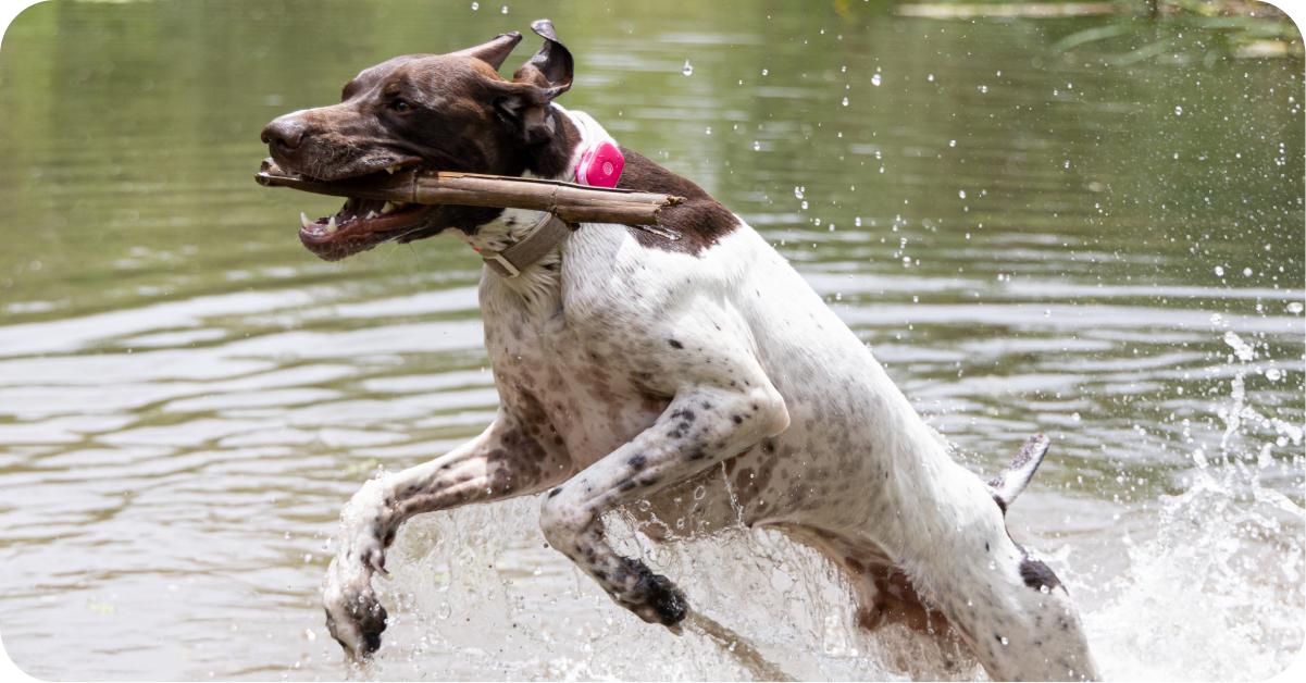 New Pet PLP Use Cases Adventure 448x234 (1)