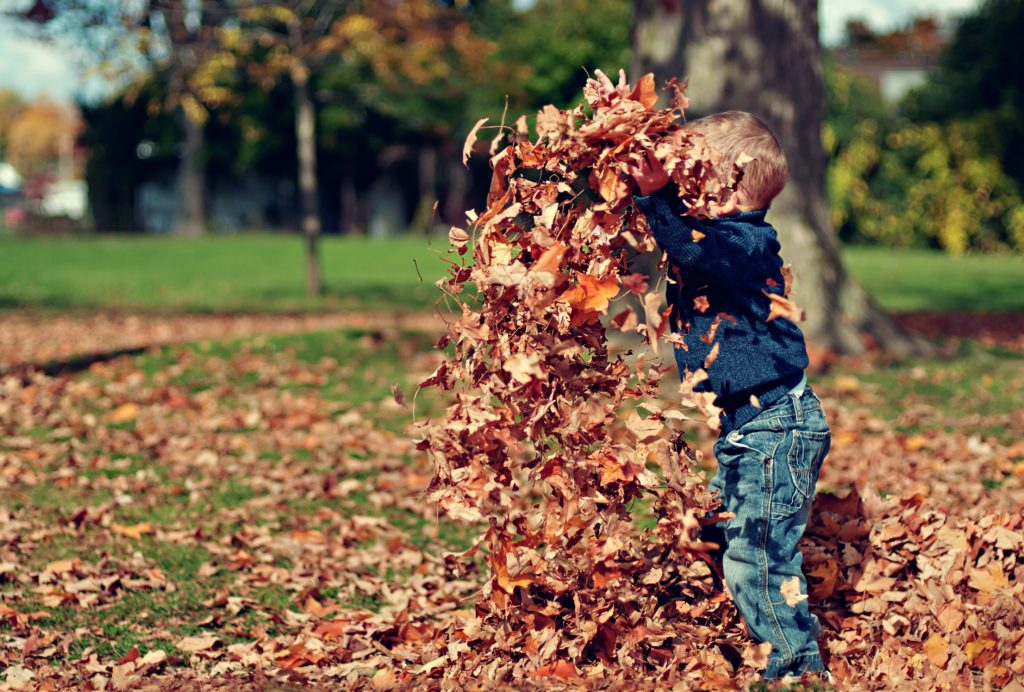 Toddler playing in the leaves wearing a sweater and jeans